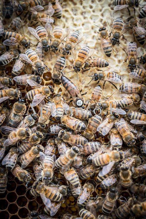 Rucher de la clairière aux oiseaux Rucher de la clairière aux oiseaux