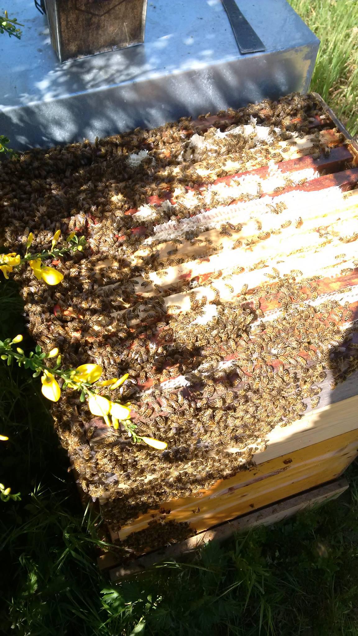 Texereau apiculture Texereau apiculture