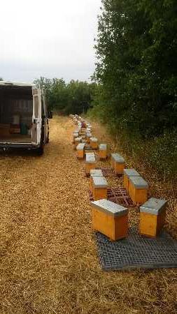 Texereau apiculture Texereau apiculture