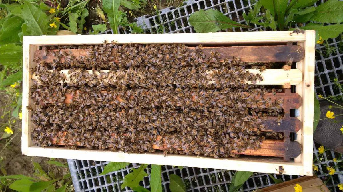 Texereau apiculture Texereau apiculture