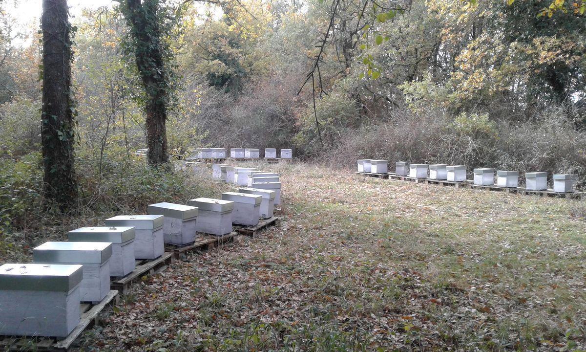 GAEC Des Butineuses GAEC Des Butineuses