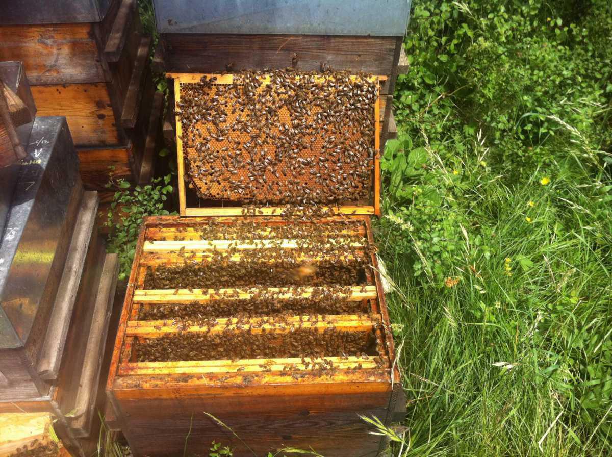 Bee Tee Pee Bee Tee Pee