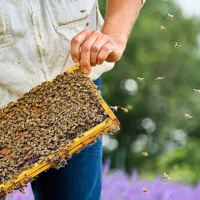 Bourg Apiculture Bourg Apiculture