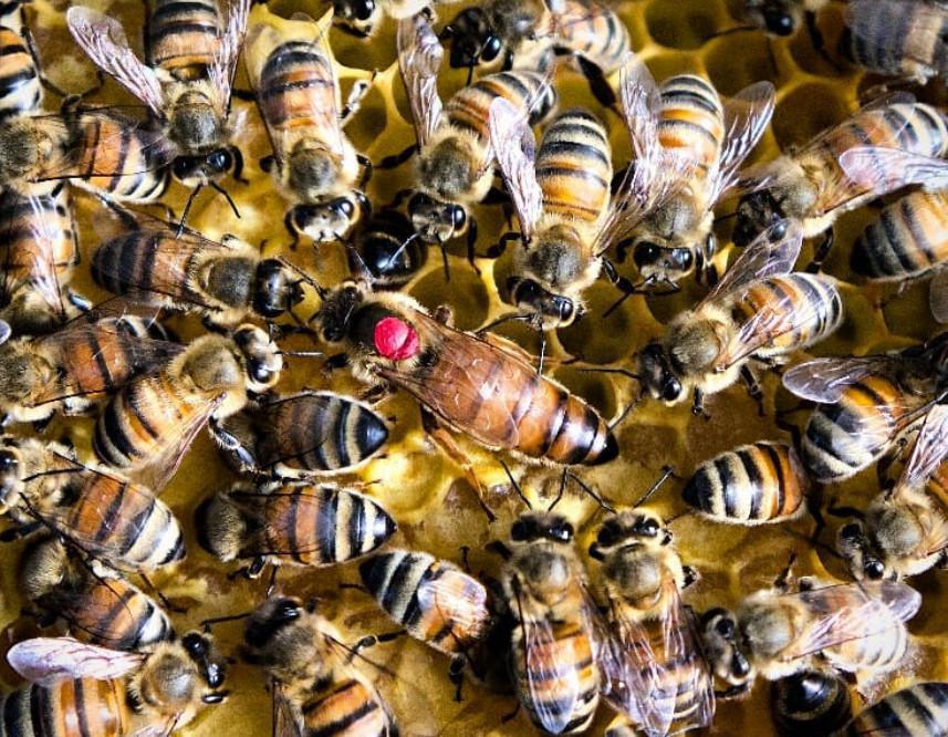 Bourg Apiculture Bourg Apiculture