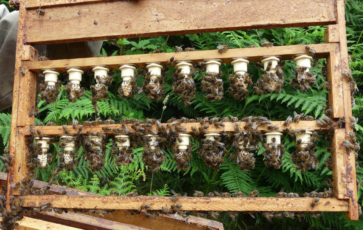 Les abeilles de Jeanne Les abeilles de Jeanne