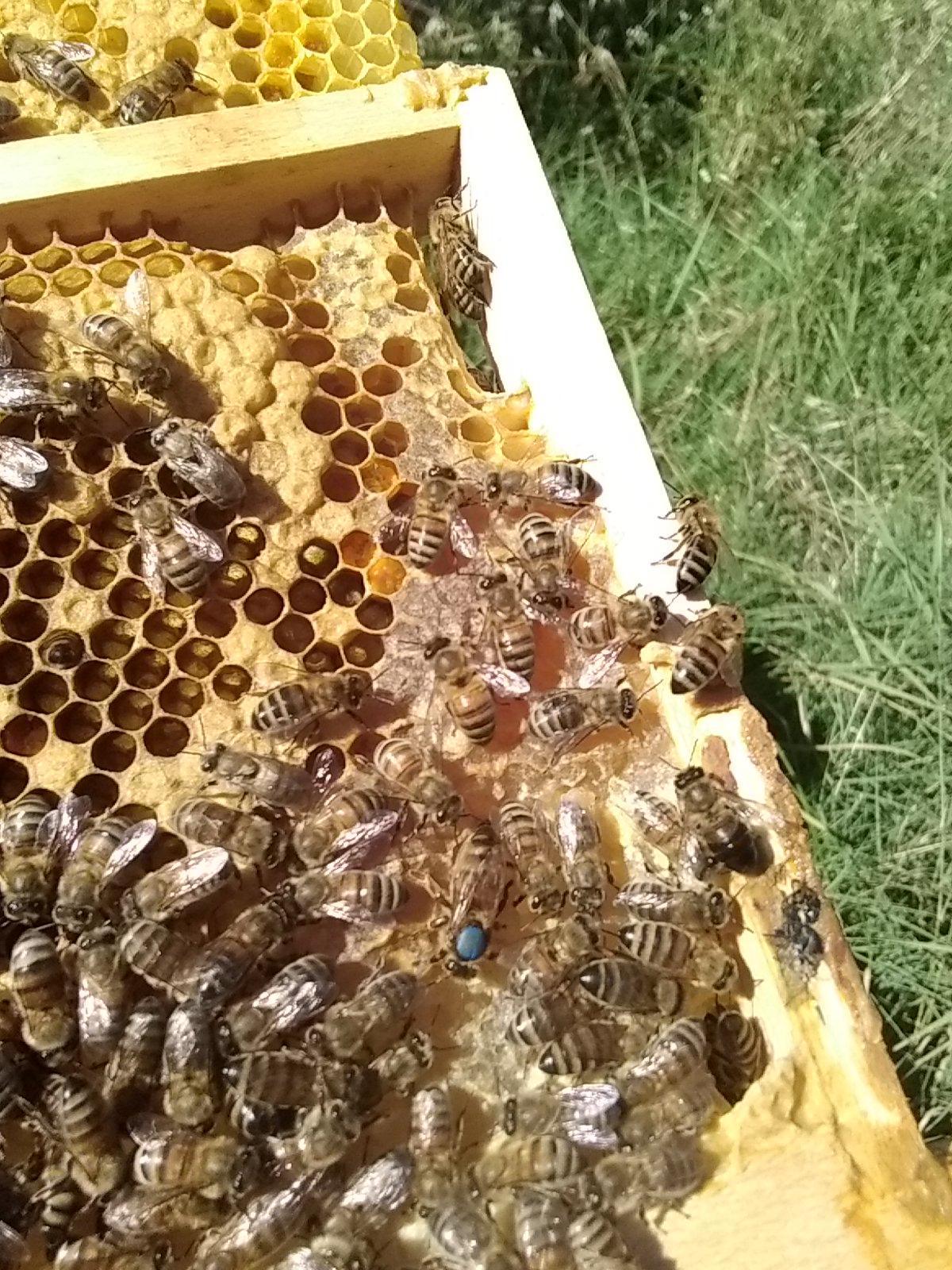 Maison Bee