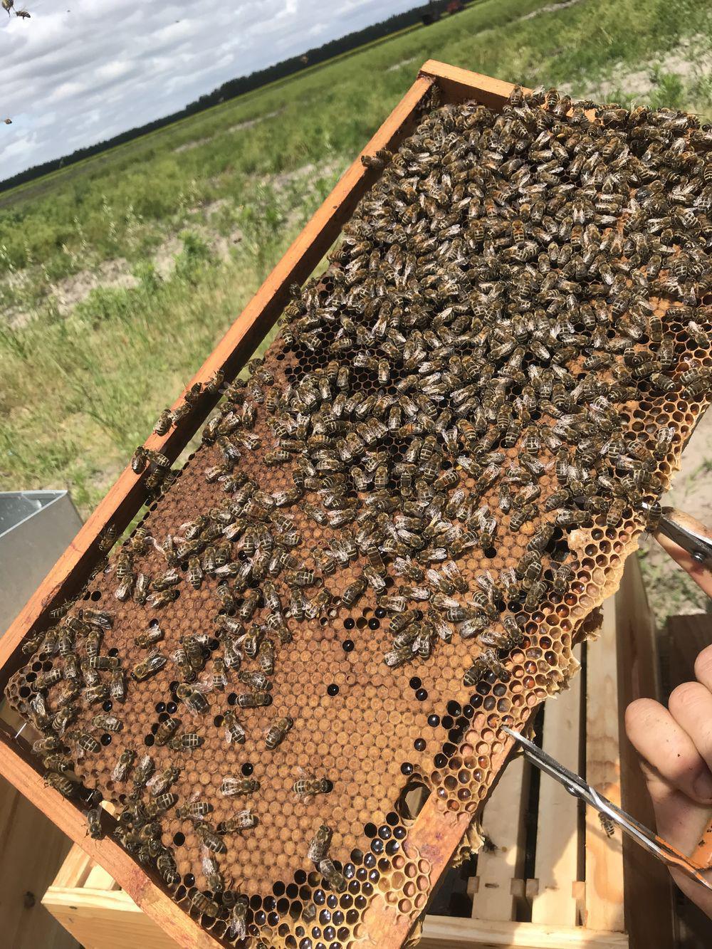 Le Rucher de Claron Le Rucher de Claron