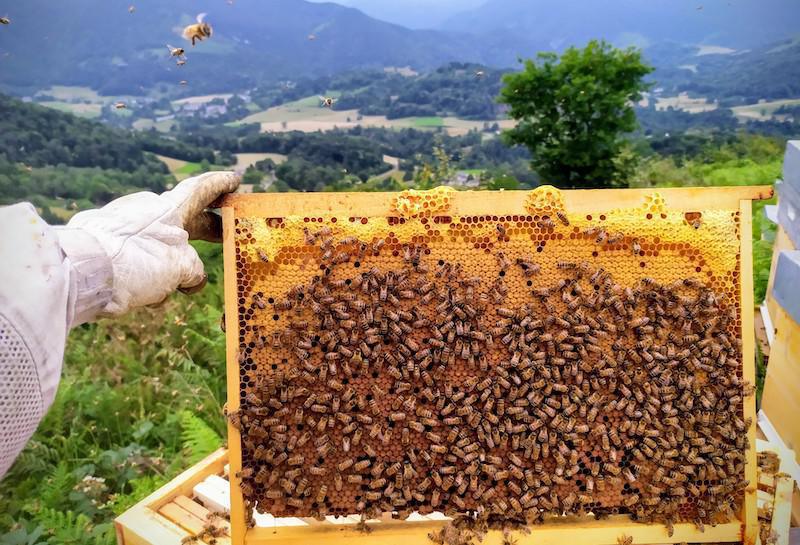 Ruches et Cadres Ruches et Cadres