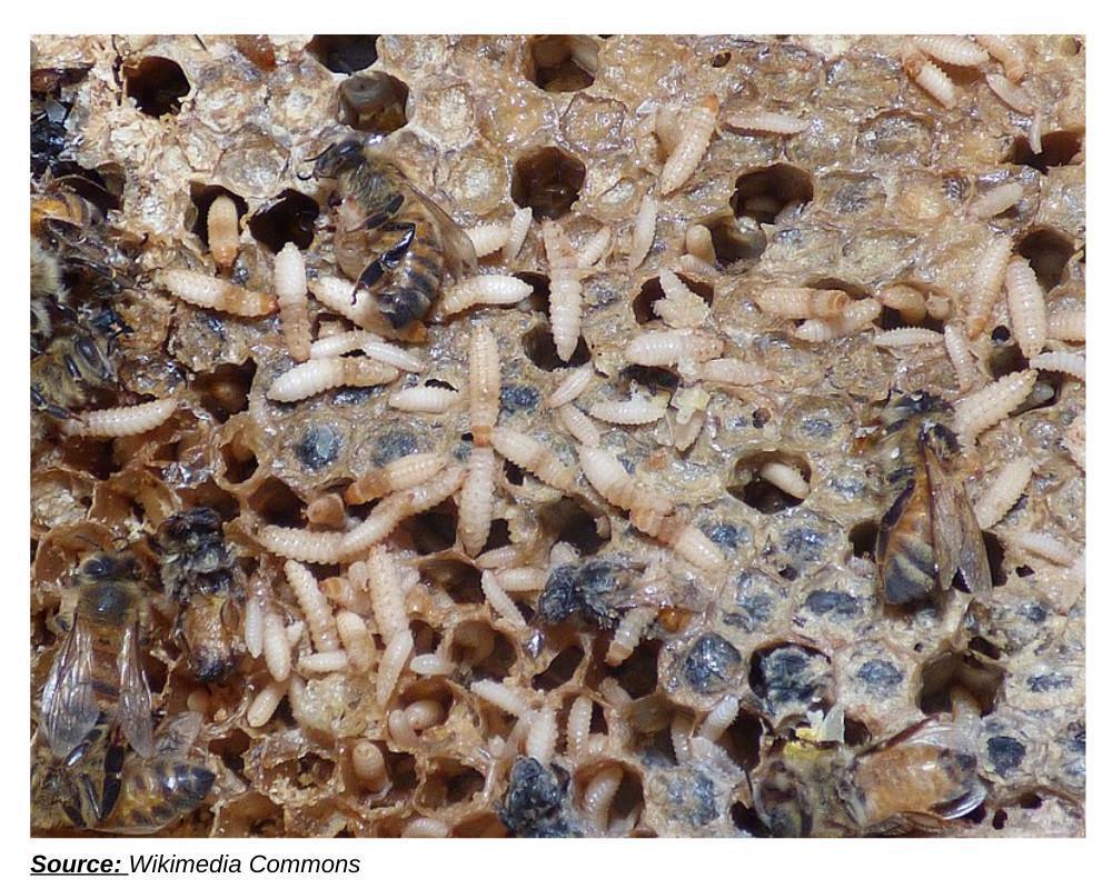 Déclarer ses ruches en 2023 - Pourquoi et comment le faire ? Déclarer ses ruches en 2023 - Pourquoi et comment le faire ?