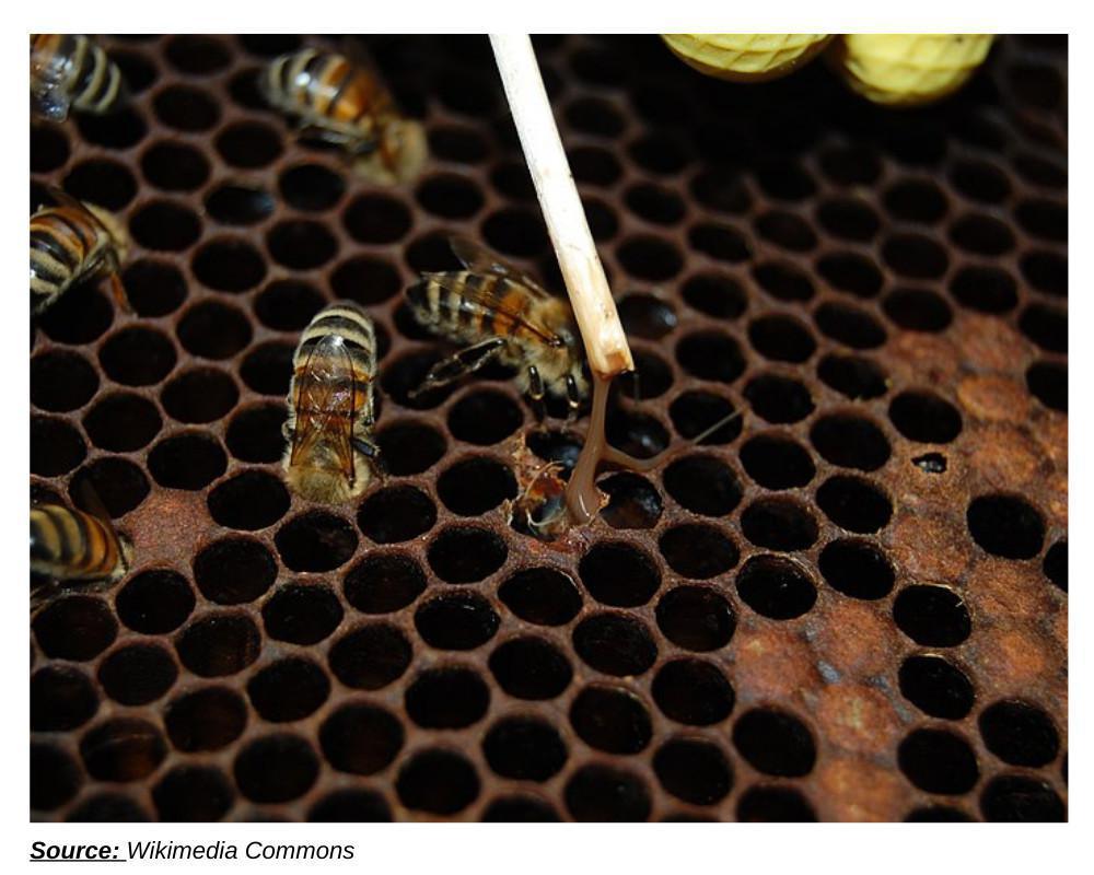 Déclarer ses ruches en 2023 - Pourquoi et comment le faire ? Déclarer ses ruches en 2023 - Pourquoi et comment le faire ?