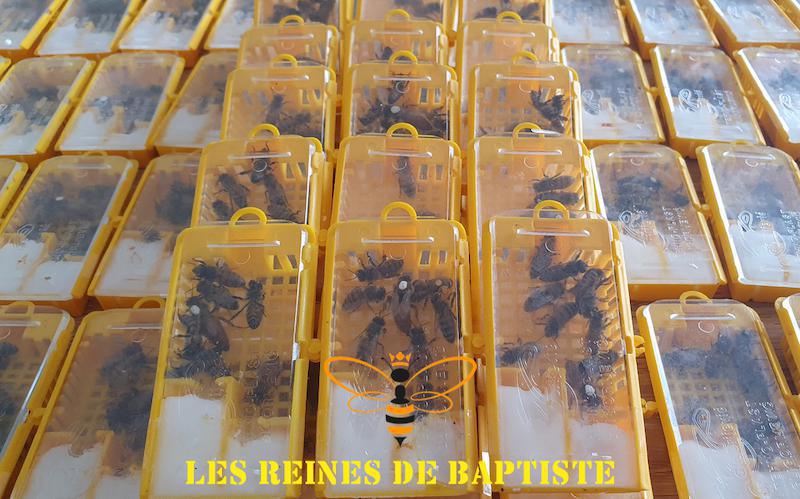 Les reines de Baptiste Les reines de Baptiste