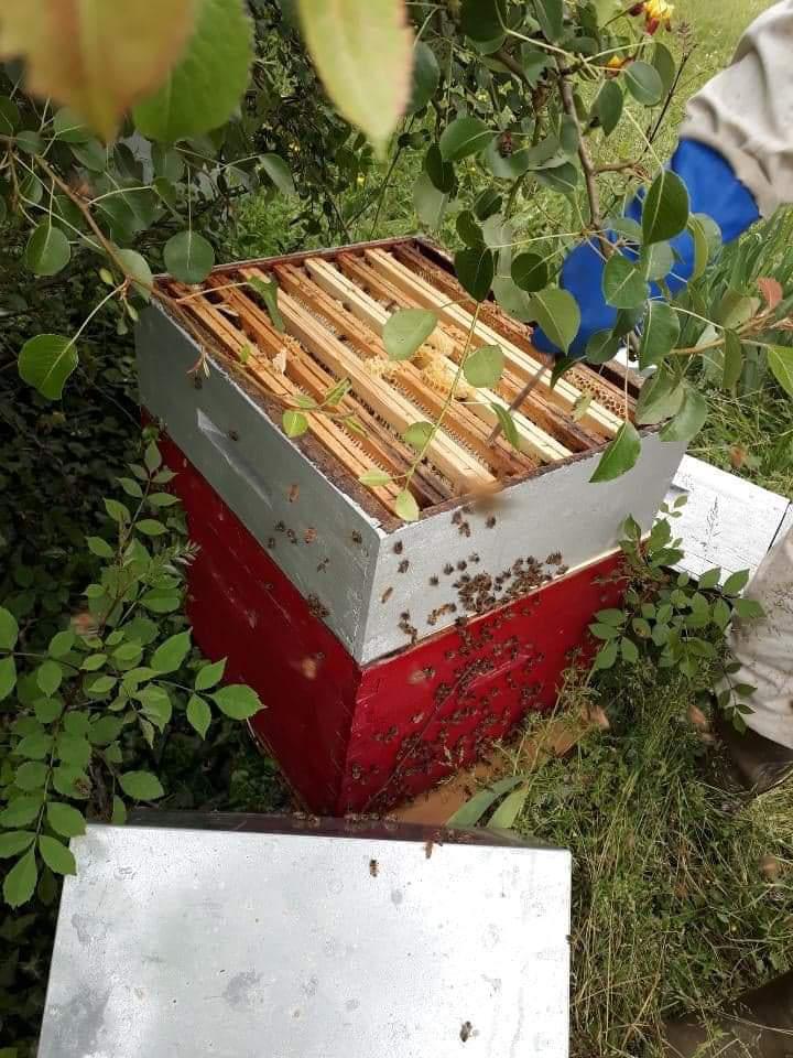 Carl Hemon Carl Hemon