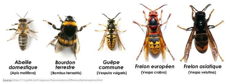 Comment reconnaitre un essaim d'abeilles ? Comment reconnaitre un essaim d'abeilles ?