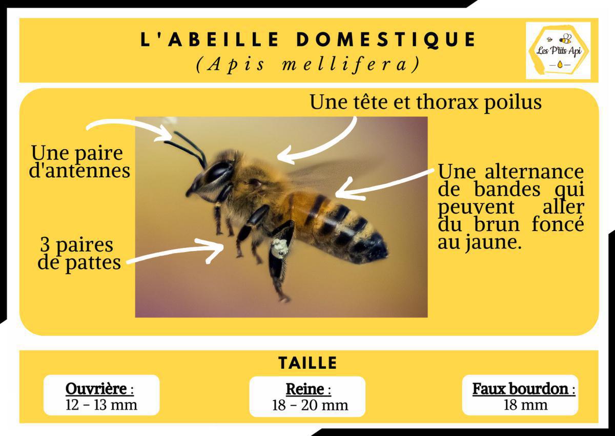 Comment reconnaitre un essaim d'abeilles ? Comment reconnaitre un essaim d'abeilles ?
