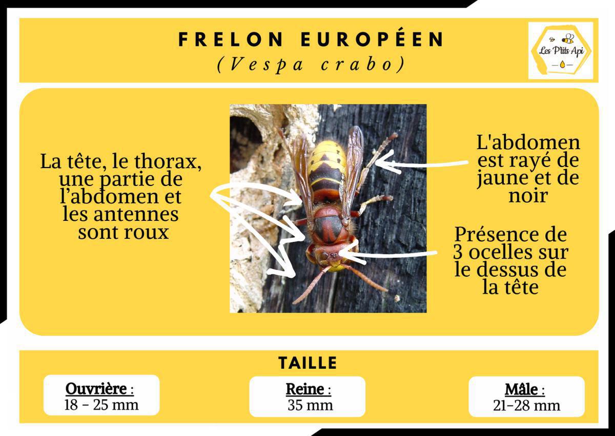 Comment reconnaitre un essaim d'abeilles ? Comment reconnaitre un essaim d'abeilles ?