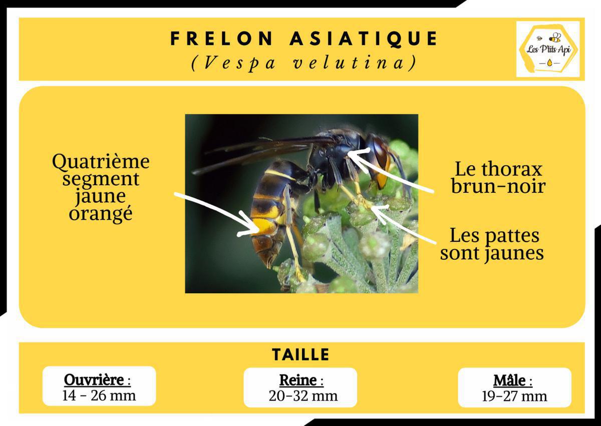 Comment reconnaitre un essaim d'abeilles ? Comment reconnaitre un essaim d'abeilles ?