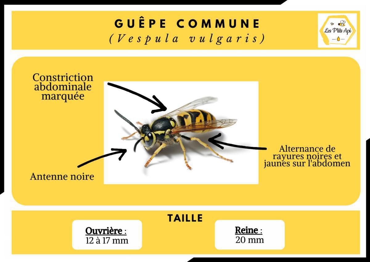 Comment reconnaitre un essaim d'abeilles ? Comment reconnaitre un essaim d'abeilles ?