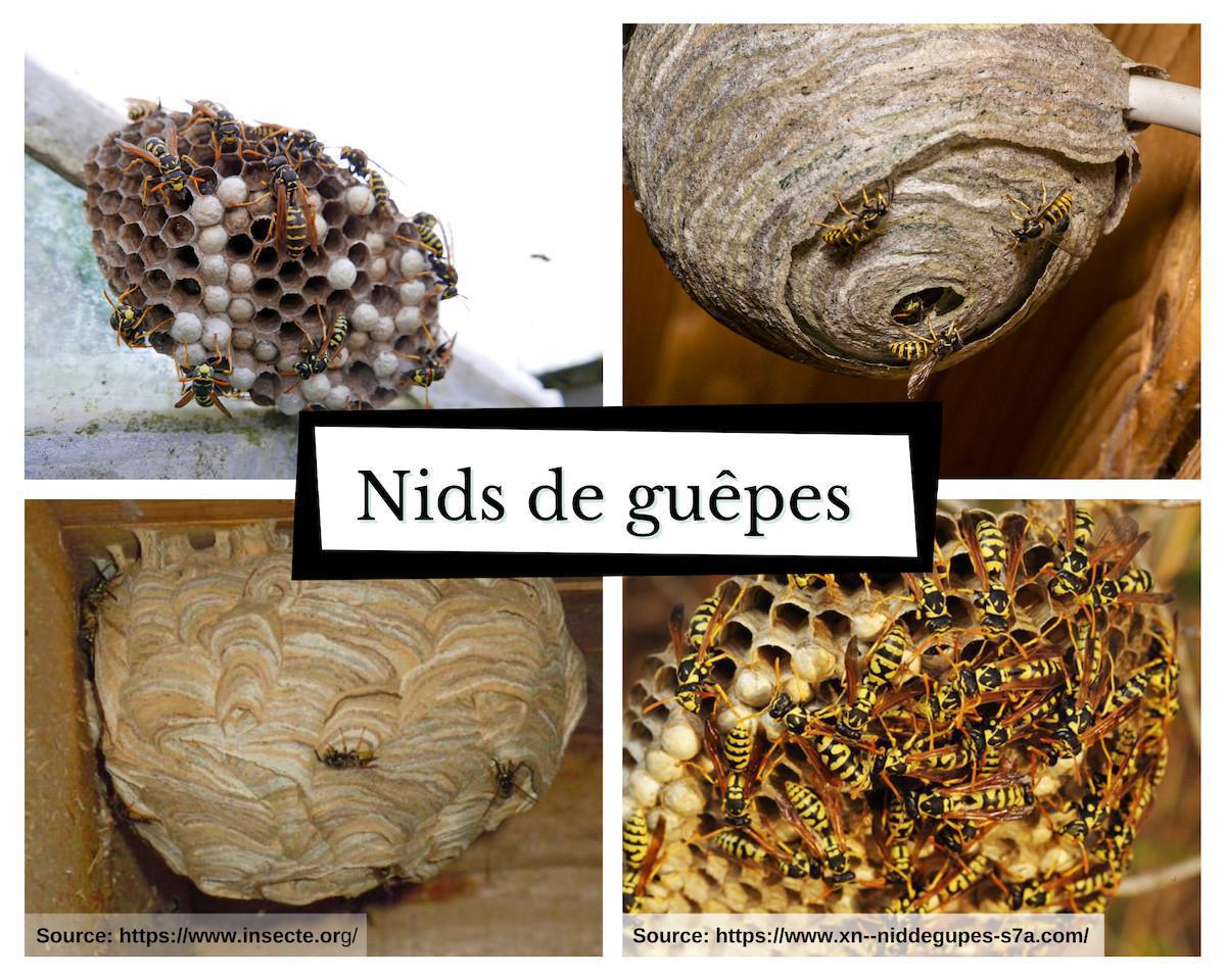 Comment reconnaitre un essaim d'abeilles ? Comment reconnaitre un essaim d'abeilles ?