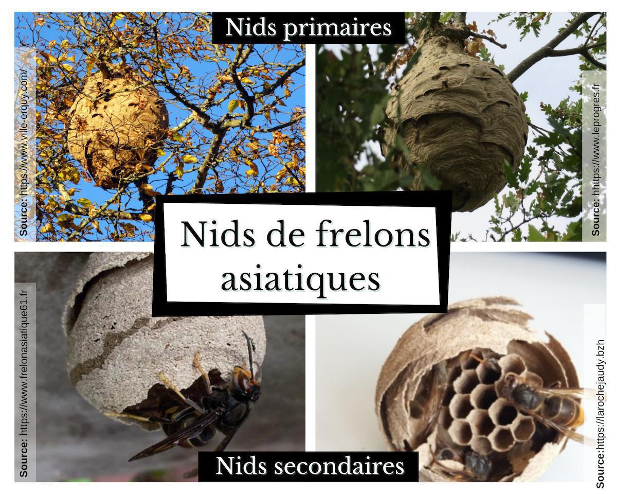 Comment reconnaitre un essaim d'abeilles ? Comment reconnaitre un essaim d'abeilles ?