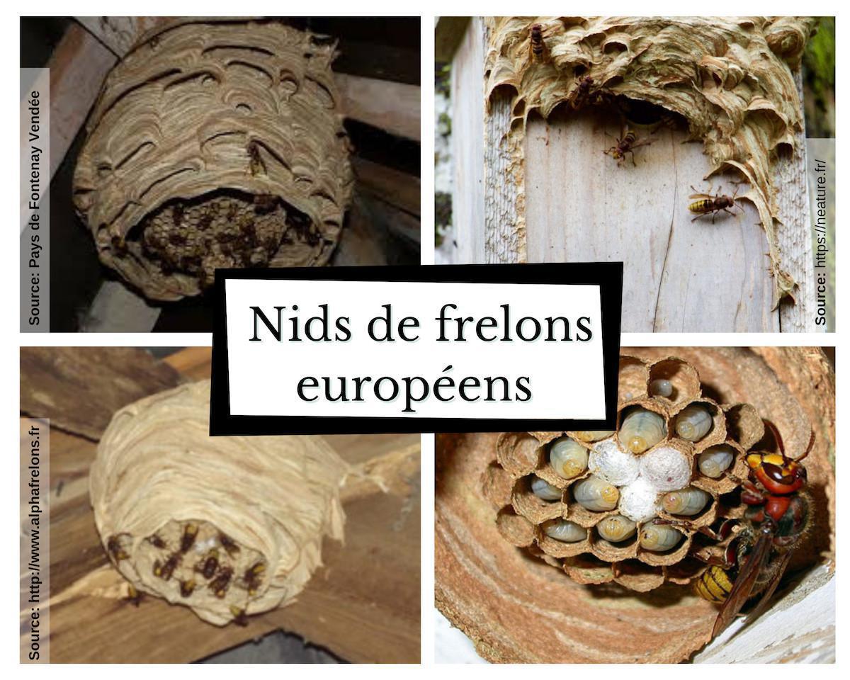 Comment reconnaitre un essaim d'abeilles ? Comment reconnaitre un essaim d'abeilles ?