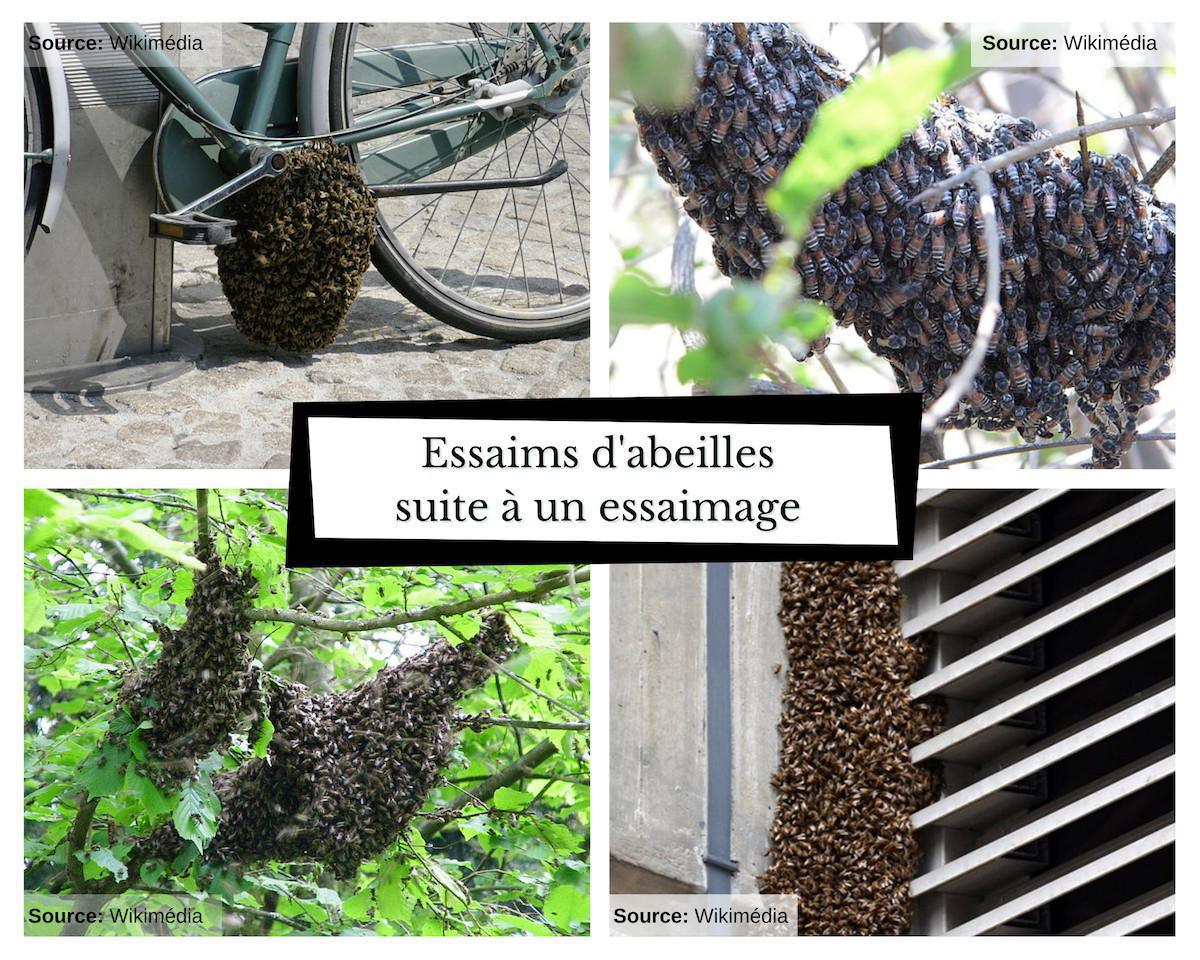 Comment reconnaitre un essaim d'abeilles ? Comment reconnaitre un essaim d'abeilles ?