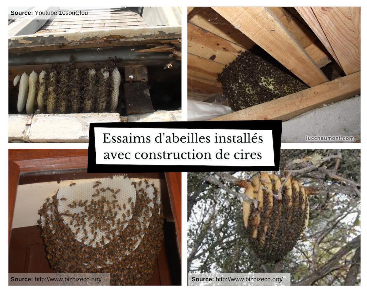 Comment reconnaitre un essaim d'abeilles ? Comment reconnaitre un essaim d'abeilles ?