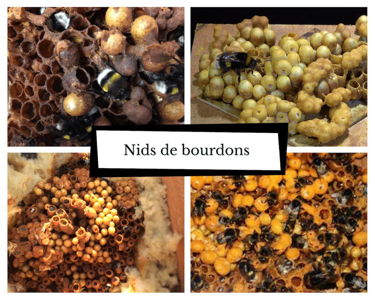 Comment reconnaitre un essaim d'abeilles ? Comment reconnaitre un essaim d'abeilles ?