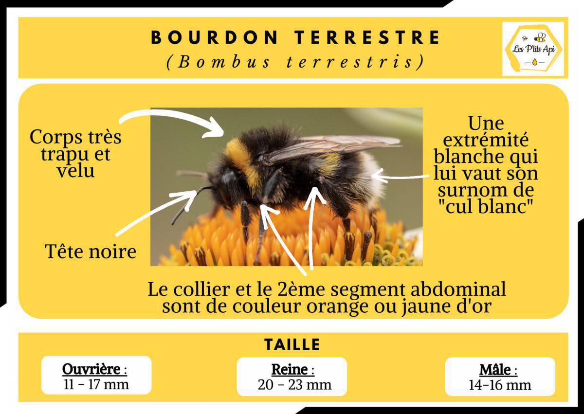 Comment reconnaitre un essaim d'abeilles ? Comment reconnaitre un essaim d'abeilles ?