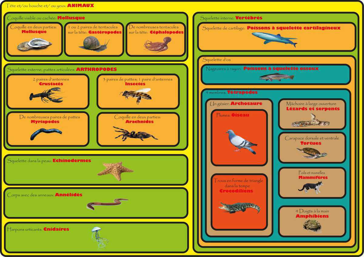 Qu'est ce qu'une abeille ? Qu'est ce qu'une abeille ?