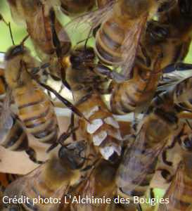 Qu'est ce qu'une abeille ? Qu'est ce qu'une abeille ?