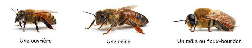 Les différentes castes chez l’abeille Les différentes castes chez l’abeille