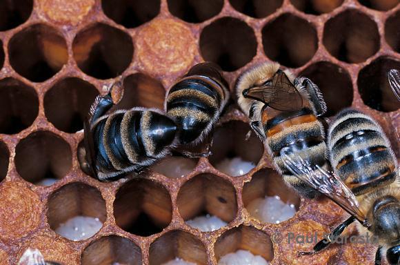 Les différentes castes chez l’abeille