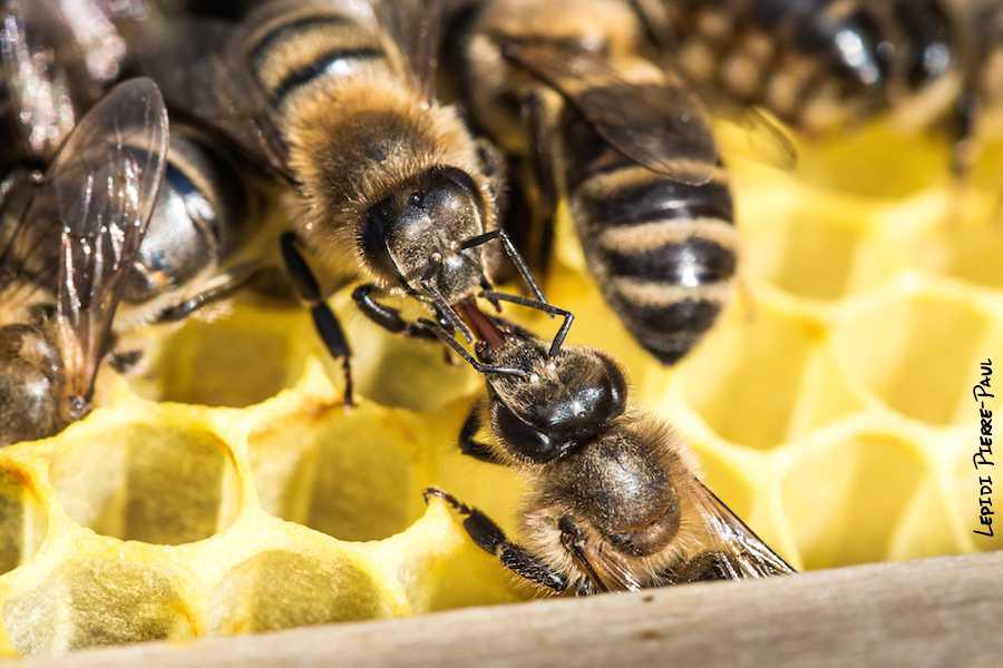 Les différentes castes chez l’abeille