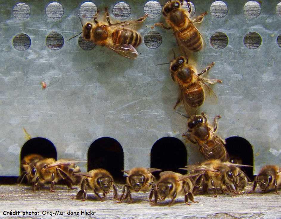 Les différentes castes chez l’abeille