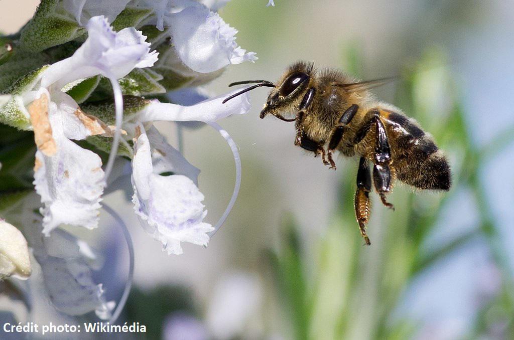 Les différentes castes chez l’abeille Les différentes castes chez l’abeille