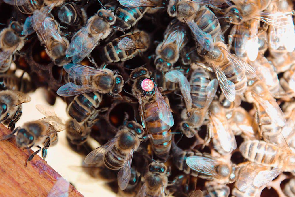Les Ruchers de La Boétie Les Ruchers de La Boétie