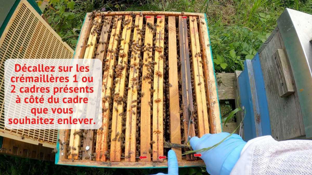Comment retirer et replacer un cadre dans une ruche ? Comment retirer et replacer un cadre dans une ruche ?