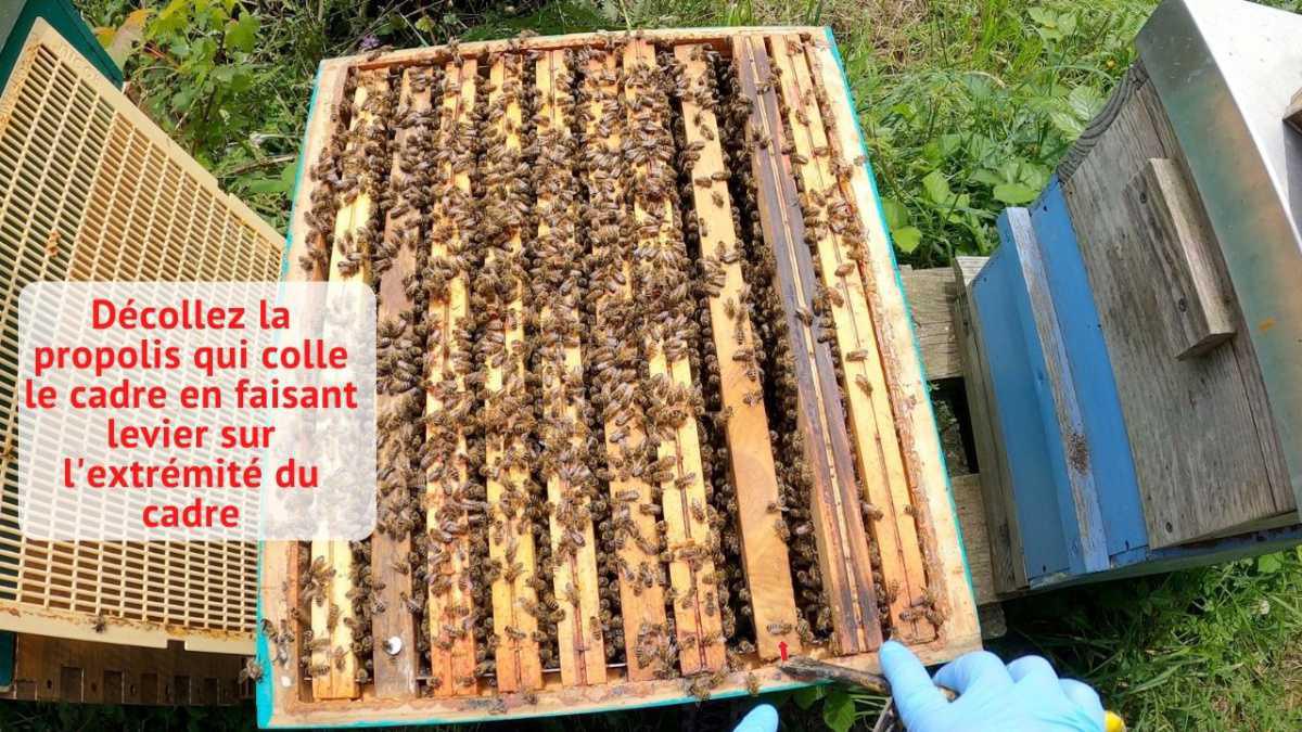 Comment retirer et replacer un cadre dans une ruche ?