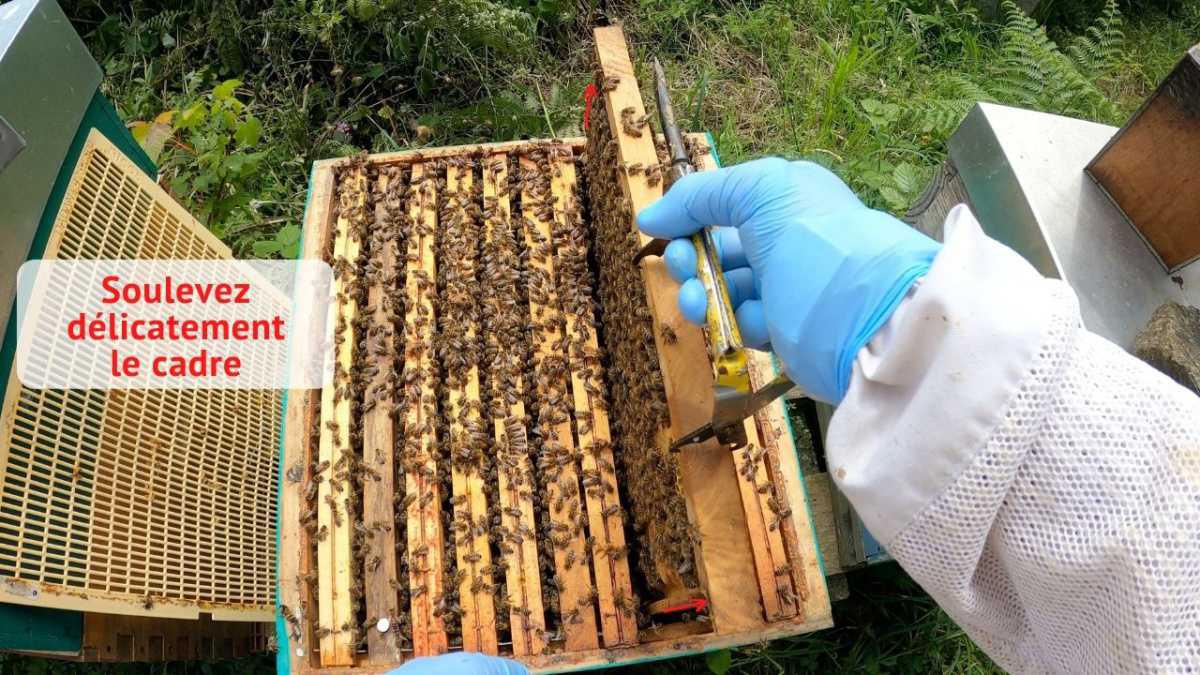 Comment retirer et replacer un cadre dans une ruche ?