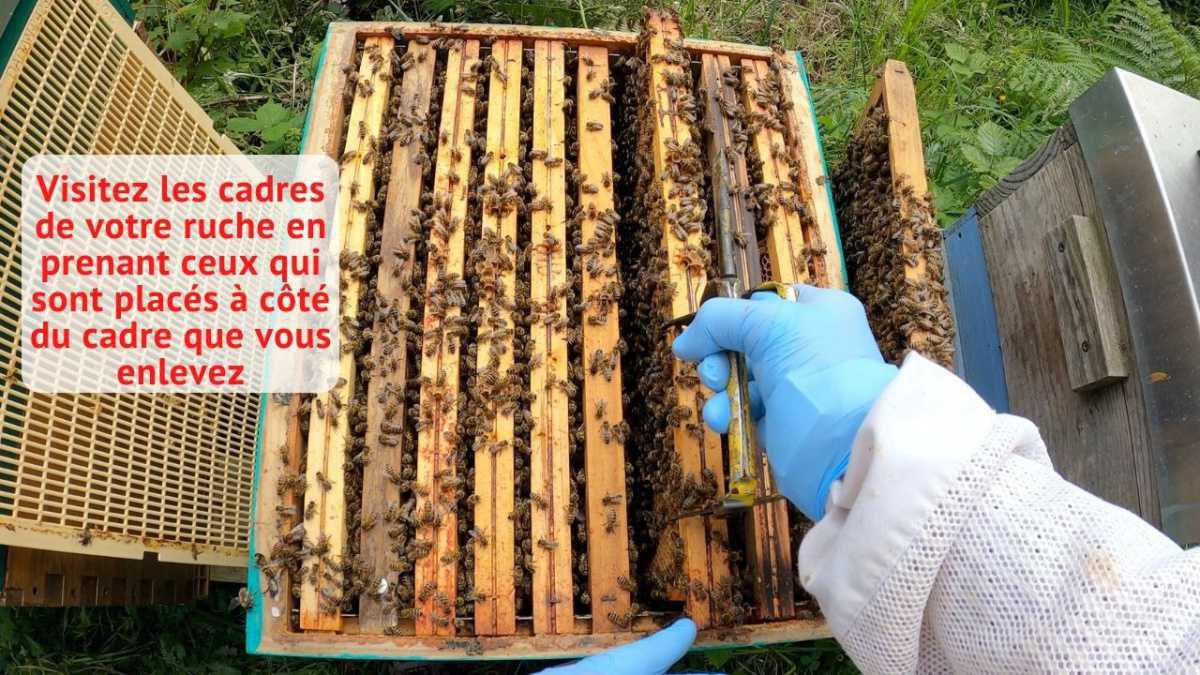 Comment retirer et replacer un cadre dans une ruche ? Comment retirer et replacer un cadre dans une ruche ?
