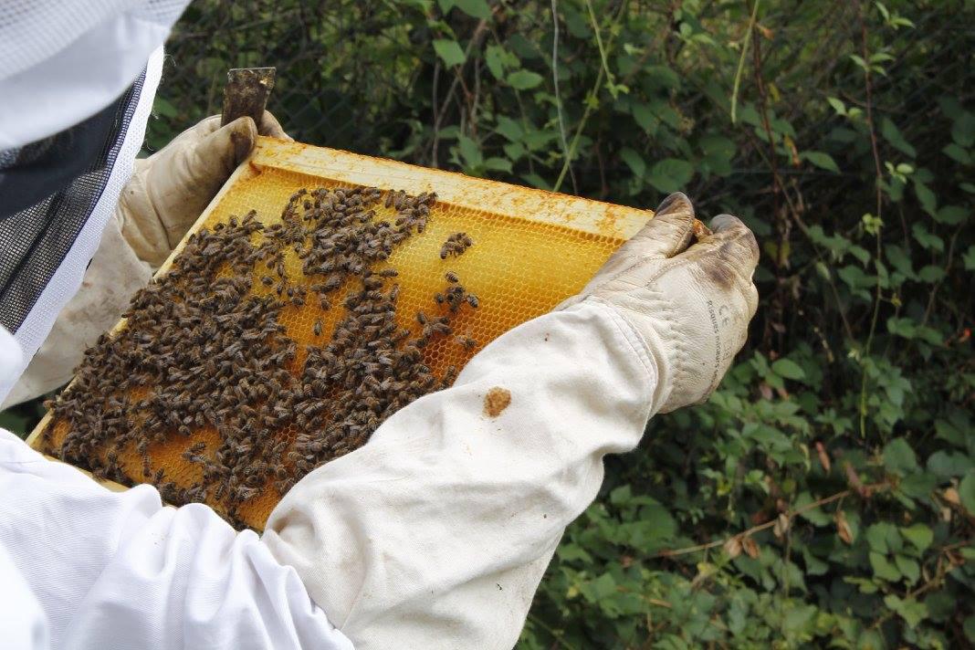 Les Ruchers d'Asgard Les Ruchers d'Asgard