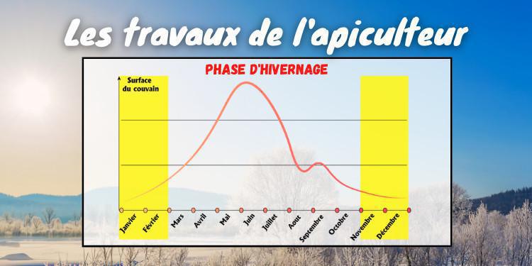 Que se passe-t-il dans la ruche lors de la phase d'hivernage ? Que se passe-t-il dans la ruche lors de la phase d'hivernage ?