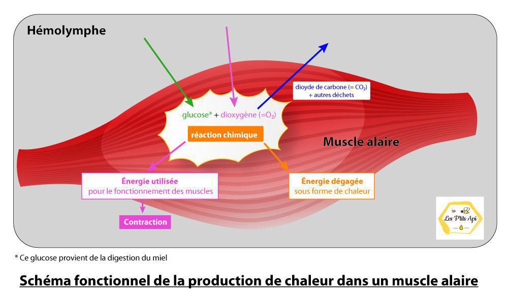 Que se passe-t-il dans la ruche lors de la phase d'hivernage ? Que se passe-t-il dans la ruche lors de la phase d'hivernage ?