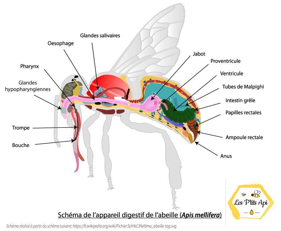 Que se passe-t-il dans la ruche lors de la phase d'hivernage ? Que se passe-t-il dans la ruche lors de la phase d'hivernage ?