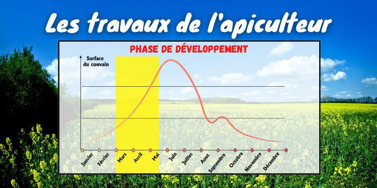Que se passe-t-il dans la ruche lors de la phase de développement ? Que se passe-t-il dans la ruche lors de la phase de développement ?