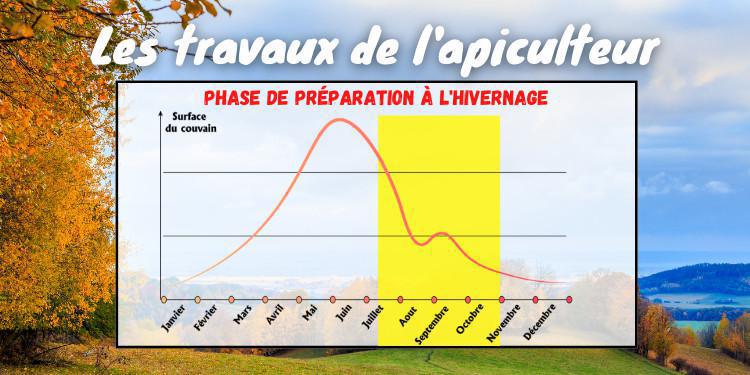 Que se passe-t-il dans la ruche lors de la période de préparation à l'hivernage ? Que se passe-t-il dans la ruche lors de la période de préparation à l'hivernage ?