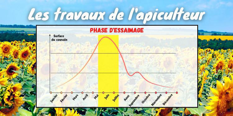 Que se passe-t-il dans la ruche lors de la période d'essaimage ? Que se passe-t-il dans la ruche lors de la période d'essaimage ?