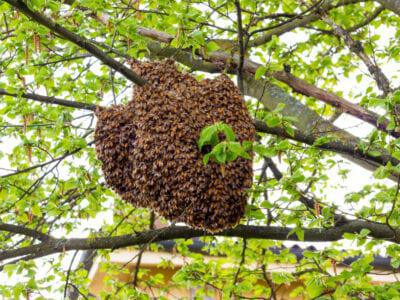 Que se passe-t-il dans la ruche lors de la période d'essaimage ?