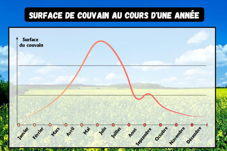 Présentation du cycle annuel de la surface de couvain. Présentation du cycle annuel de la surface de couvain.