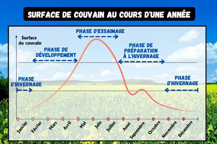 Présentation du cycle annuel de la surface de couvain. Présentation du cycle annuel de la surface de couvain.